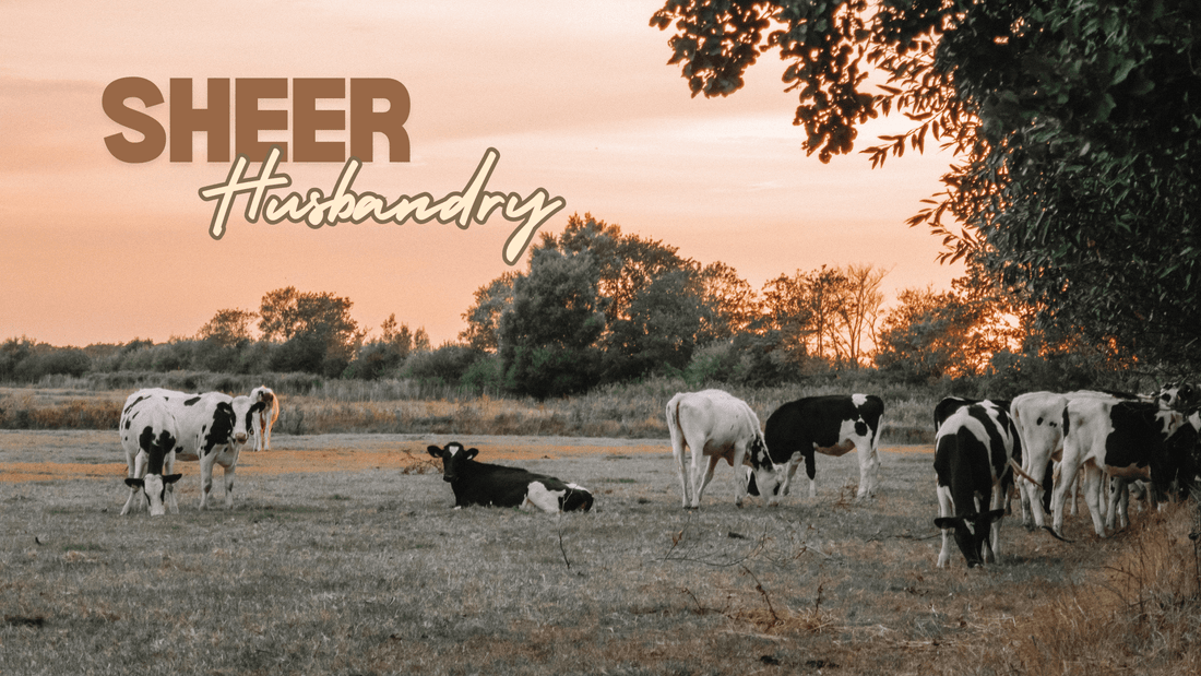 Sheer Alternatives: Leading the Way in Zero Waste and Sustainable Oral and Skin Care - Sheer Alternatives