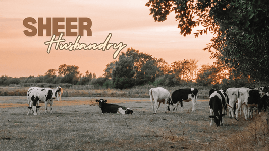Sheer Alternatives: Leading the Way in Zero Waste and Sustainable Oral and Skin Care - Sheer Alternatives